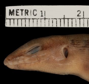 Media type: image;   Herpetology R-27021